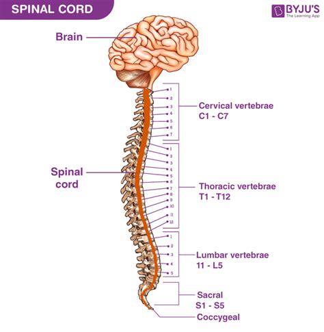 Labeled Spinal Cord Model