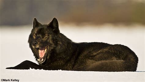 Black Wolf Romeo , Mendenhall Lake, Juneau, Alaska – Image 2560 | Mark ...