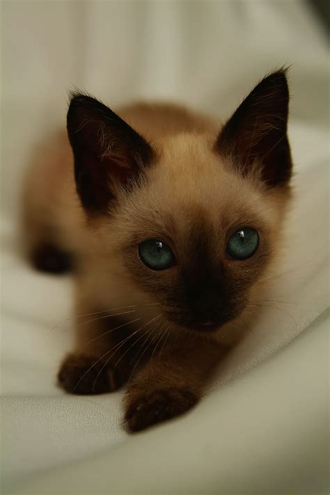 Lilac Point Siamese Personality | BEHAVIORS OF FEMALE SIAMESE KITTENS ...