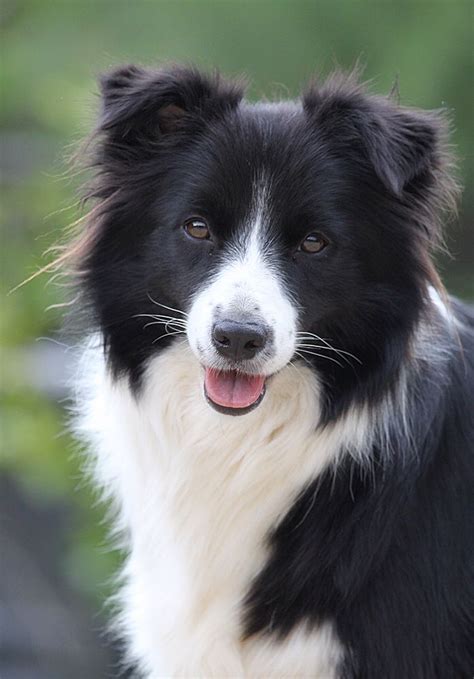 13 June, 2015 | Collie puppies, Puppies, Border collie dog