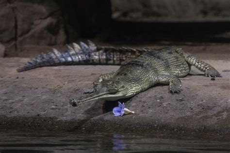 Photos: India's rarest crocodile, the gharial