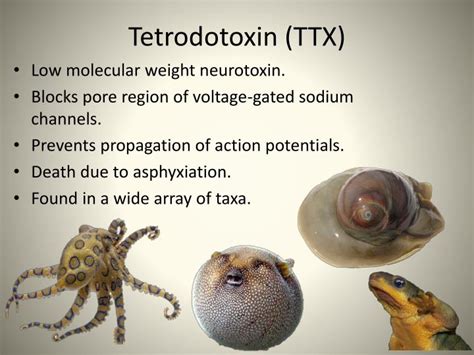 PPT - Tetrodotoxin PowerPoint Presentation - ID:2655304