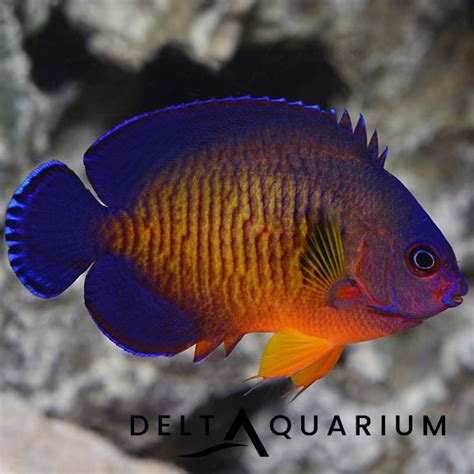 Coral Beauty Buy from Delta Aquarium - Online Marine Specialist