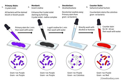 Gram Staining Procedure - Emedicodiary