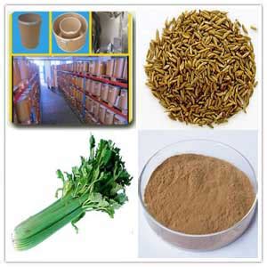 Buy Celery Seed Extract Online From Manufacturer/Supplier, RFQ, Sale ...