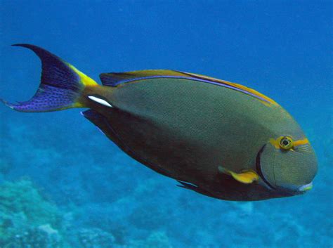 Eyestripe Surgeonfish - Acanthurus dussumieri - Big Island, Hawaii ...