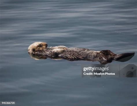 152 Sea Otters Sleeping Stock Photos, High-Res Pictures, and Images ...