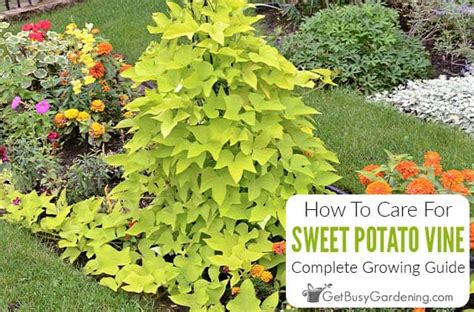 Sweet Potato Vine Plant Care & Growing Guide