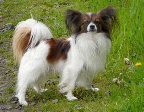 Papillon Dog Breed » Information, Pictures, & More