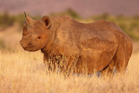 Rhino conservation and climate change | Save the Rhino International