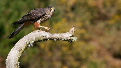 New Zealand falcon/kārearea: New Zealand native land birds