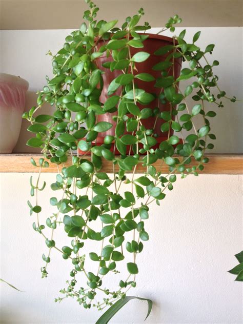 Trailing Succulent Plants | Trailing String of Nickels plant with small ...