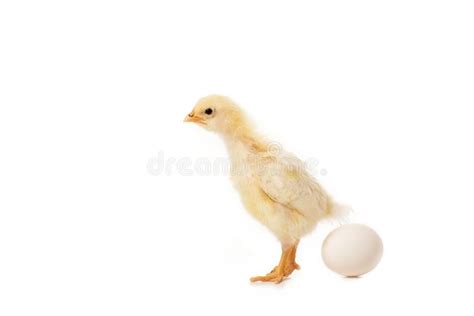 Close-up View of Cute Little Chicken with Egg Stock Photo - Image of ...