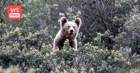 Wildlife in the Cantabrian Mountains | VRT MAX