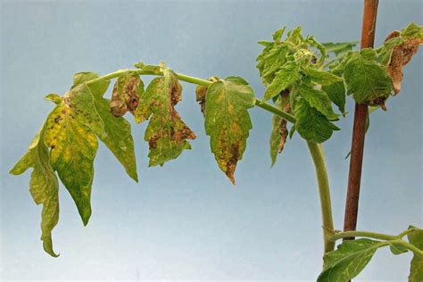 New Thrips-Transmitted Plant Viruses in Florida Crops | Panhandle ...