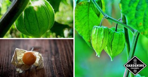 How to Grow Cape Gooseberry - Gardening Channel