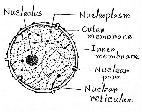 Nucleus: Definition, Structure, Functions