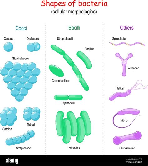 Shape Of Bacillus Anthracis Cell