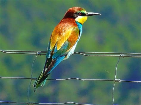 Bird Watching in Andaman: A Unique Adventure Bucketlist