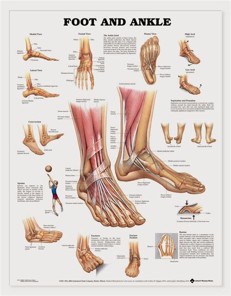 Ankle+Anatomy+Muscles.jpg 1,166×1,500 pixels | Anatomía del tobillo ...