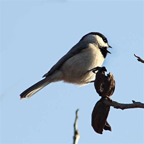 Carolina Chickadee Tiny for Texas - GJM Nature Media