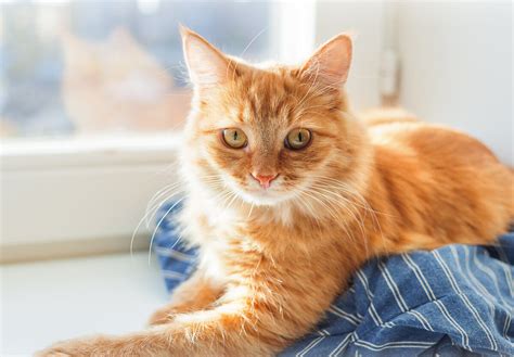 GINGER CAT APPRECIATION DAY - September 1, 2025 - National Today