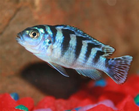 African Cichlids: 15 Popular Species & How to Care for Them