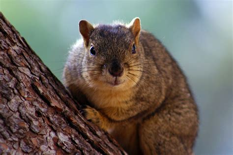 I found a baby squirrel! | DFW Wildlife Organization