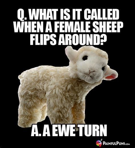 Sheep Jokes, Ewe Puns, Lamb Humor | PainfulPuns.com