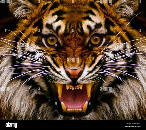 Siberian Tiger Snarling