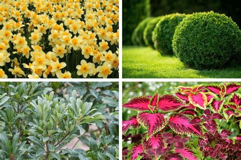 Deer Resistant Shrubs and Flowers | Create and Find