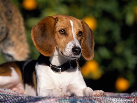 The dog in world: Beagle dogs