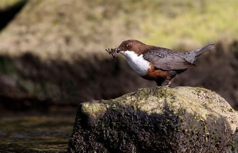 Dipper | BirdForum