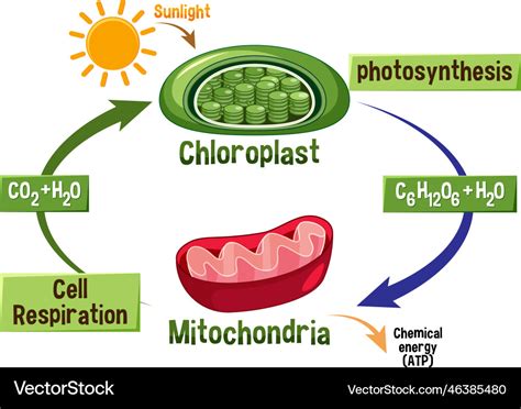 Photosynthesis and cellular respiration diagram Vector Image