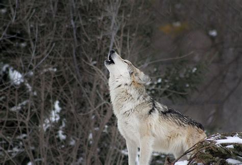 Colorado residents are howling for wolves to return - WildEarth Guardians