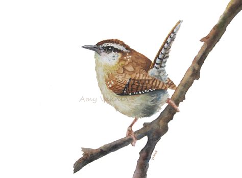 Wren Fine Art Print-watercolor bird bird art nature