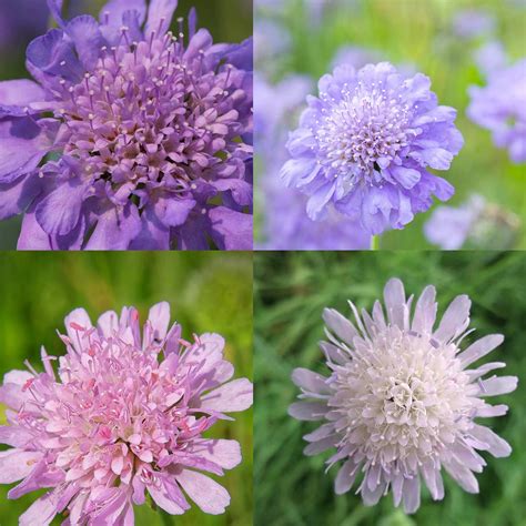 Scabiosa Flower Seeds - HiGro Mix - 500 Seeds - Lavendar and Blue ...