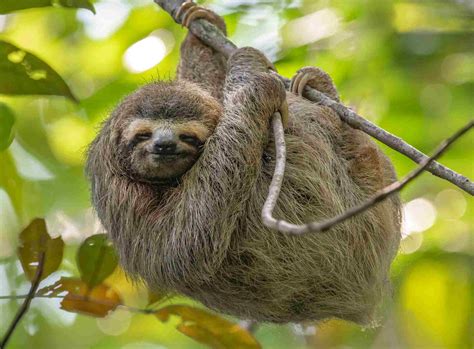 Wildlife of Tamarindo, Costa Rica: Up-close & personal encounters