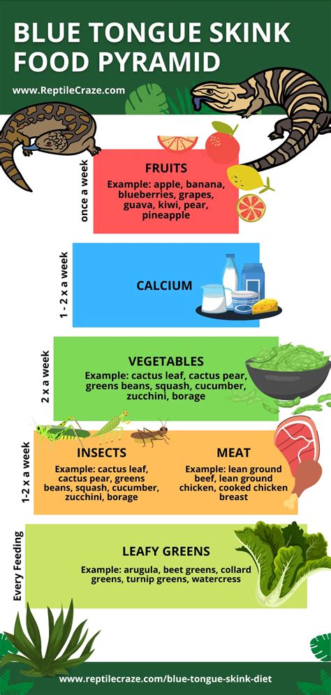 Blue Tongue Skink Diet Guide - Food List Included - Reptile Craze