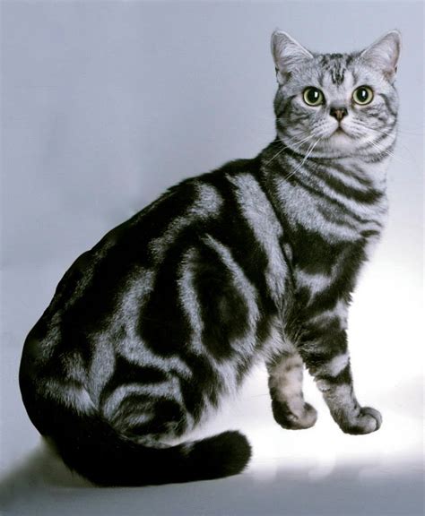 Classic Silver Tabby American Shorthair cat 2006 - Silver Shorthairs