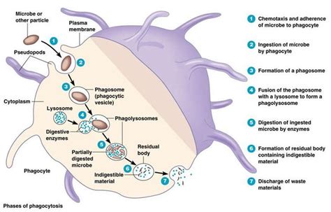 19 best Phagocytosis images on Pinterest | Immune system, Blood cells ...