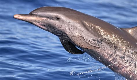 Pantropical spotted dolphin facts, distribution & population | BioDB