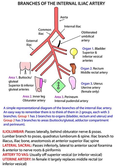 Instant Anatomy - Abdomen - Vessels - Arteries - Internal iliac & branches