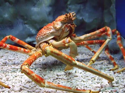 11 Creepy Facts About Japanese Spider Crabs