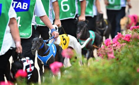 Former racing greyhounds find new homes | The West Australian