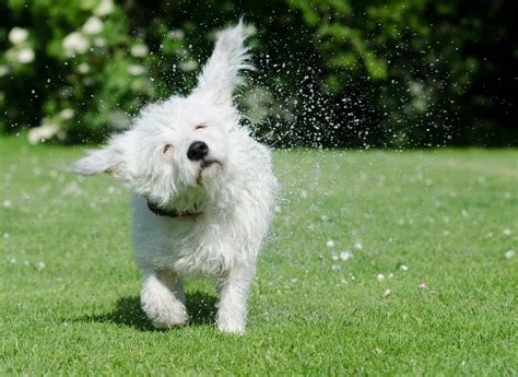 10 Helpful Dog Bathing Tips In 2021 | DoggOwner