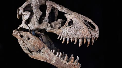 T. Rex Skull Brings $6.1 Million at Sotheby’s, Well Below Estimate ...