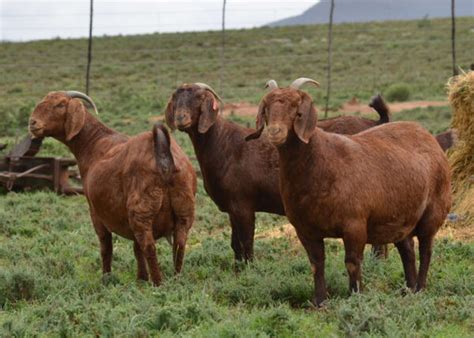 Kalahari Red Goats for Sale - KOUSTA AGRO FARMS