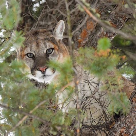 Mammals - Lassen Volcanic National Park (U.S. National Park Service)