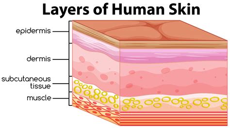 Layers of human skin concept 445514 Vector Art at Vecteezy